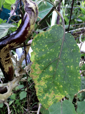 Why do eggplant flowers fall in a greenhouse and what to do