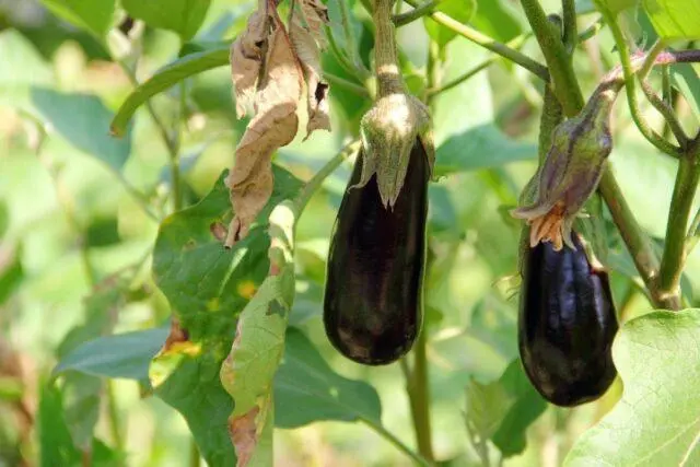 Why do eggplant flowers fall in a greenhouse and what to do