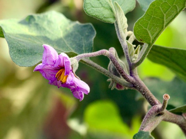 Why do eggplant flowers fall in a greenhouse: the main reasons