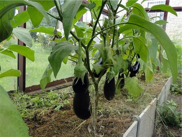 Why do eggplant flowers fall in a greenhouse: the main reasons