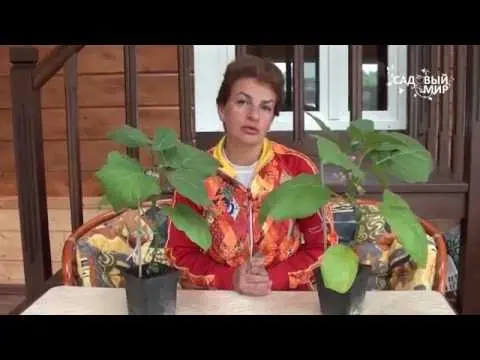 Why do eggplant flowers fall in a greenhouse: the main reasons