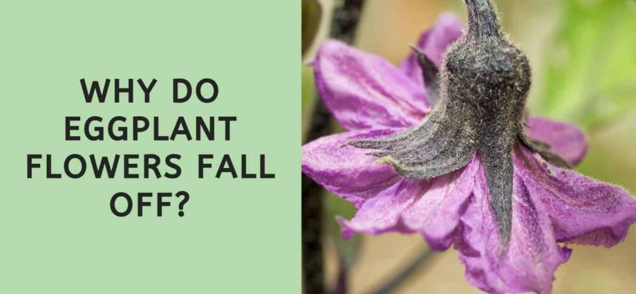 Why do eggplant flowers fall in a greenhouse: the main reasons