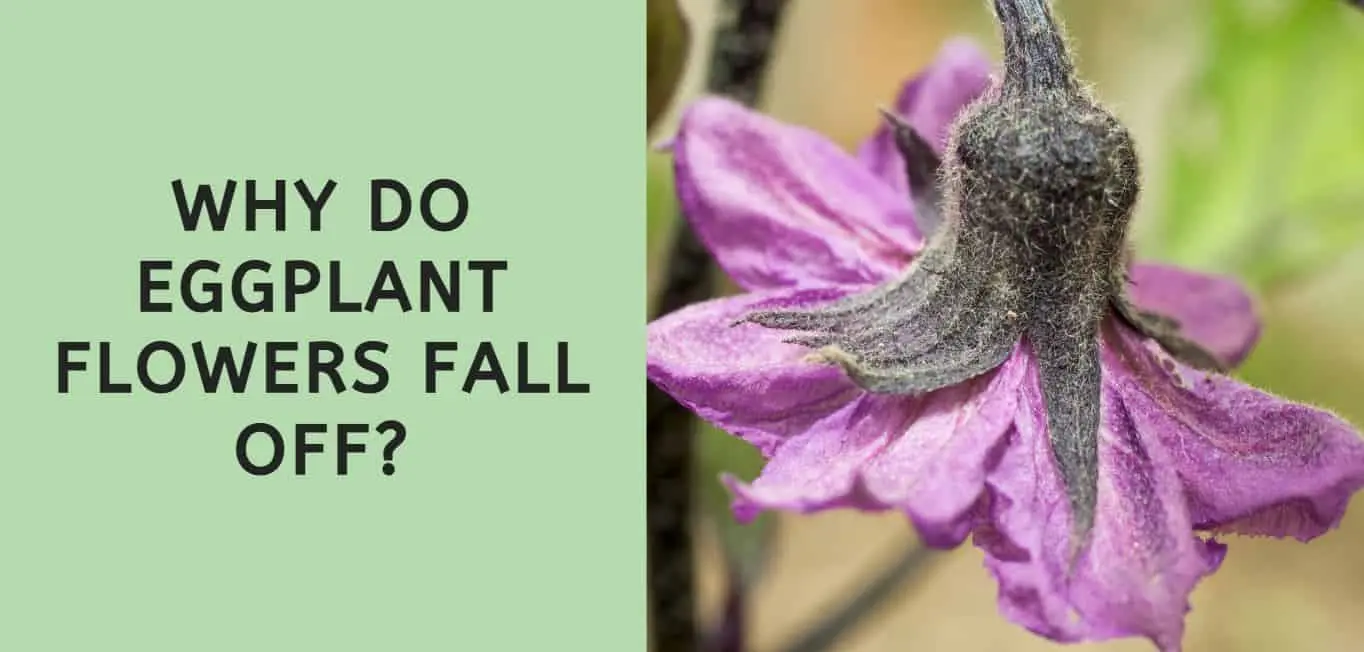 Why do eggplant flowers fall in a greenhouse: the main reasons