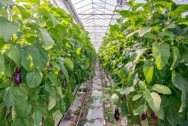 Why do eggplant leaves dry in a greenhouse and what to do