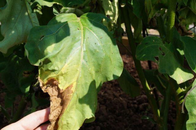 Why do eggplant leaves dry in a greenhouse and what to do