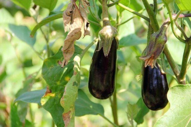 Why do eggplant leaves dry in a greenhouse and what to do