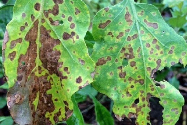 Why do eggplant leaves dry in a greenhouse and what to do