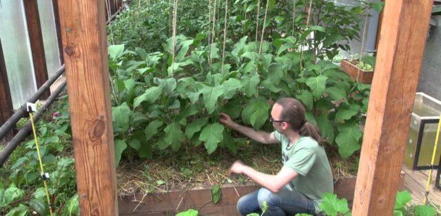 Why do eggplant leaves dry in a greenhouse and what to do