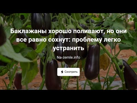 Why do eggplant leaves dry in a greenhouse and what to do