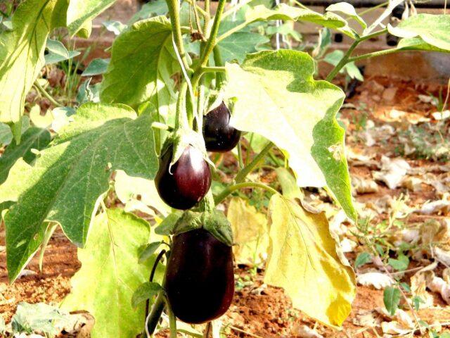 Why do eggplant leaves turn yellow in a greenhouse and how to deal with it