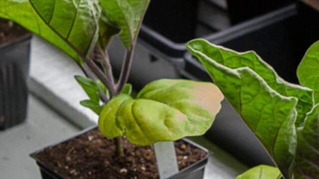 Why do eggplant leaves turn yellow in a greenhouse and how to deal with it