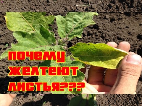 Why do eggplant leaves turn yellow in a greenhouse and how to deal with it