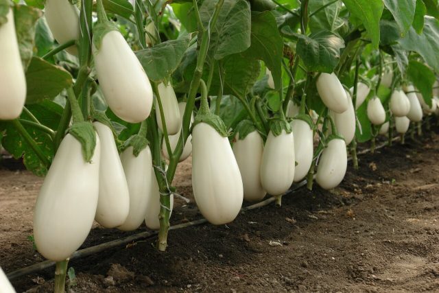 Why do eggplants have thorns (thorns)