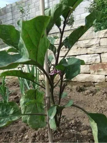 Why do eggplants wither in the greenhouse and in the open field