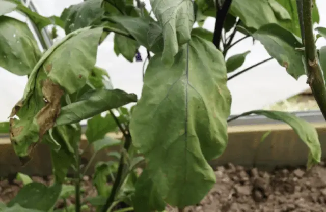 Why do eggplants wither in the greenhouse and in the open field