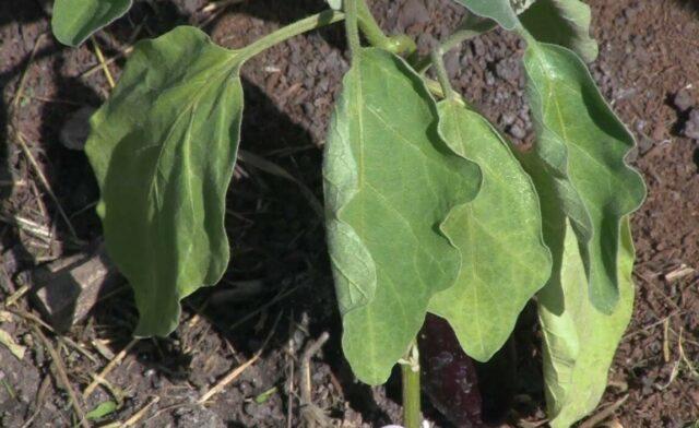 Why do eggplants wither in the greenhouse and in the open field