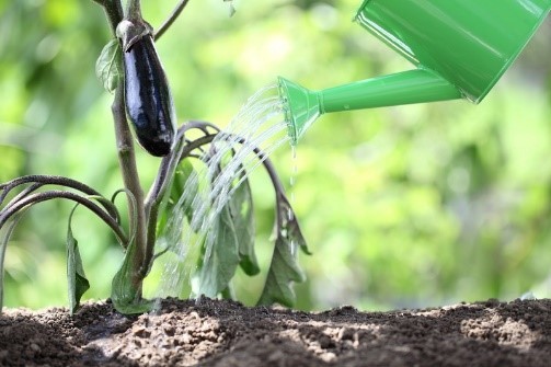 Why do eggplants wither in the greenhouse and in the open field