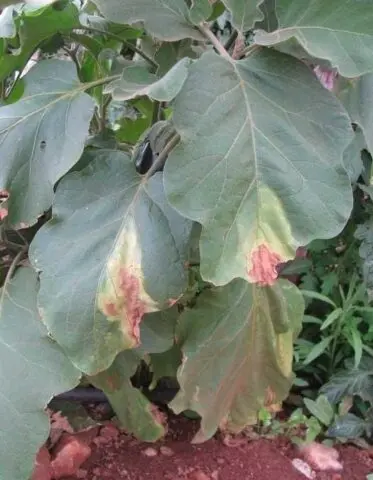 Why do eggplants wither in the greenhouse and in the open field