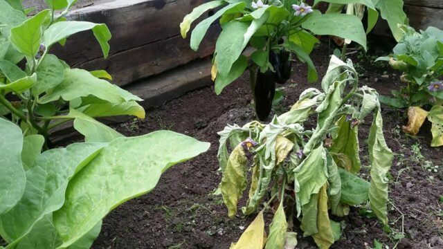 Why do eggplants wither in the greenhouse and in the open field