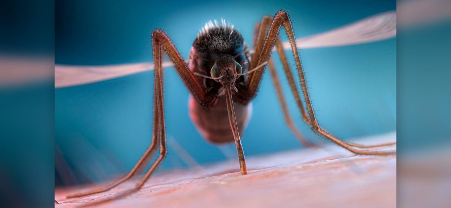 Why do mosquitoes usually fly around the head and ears? Experts explain