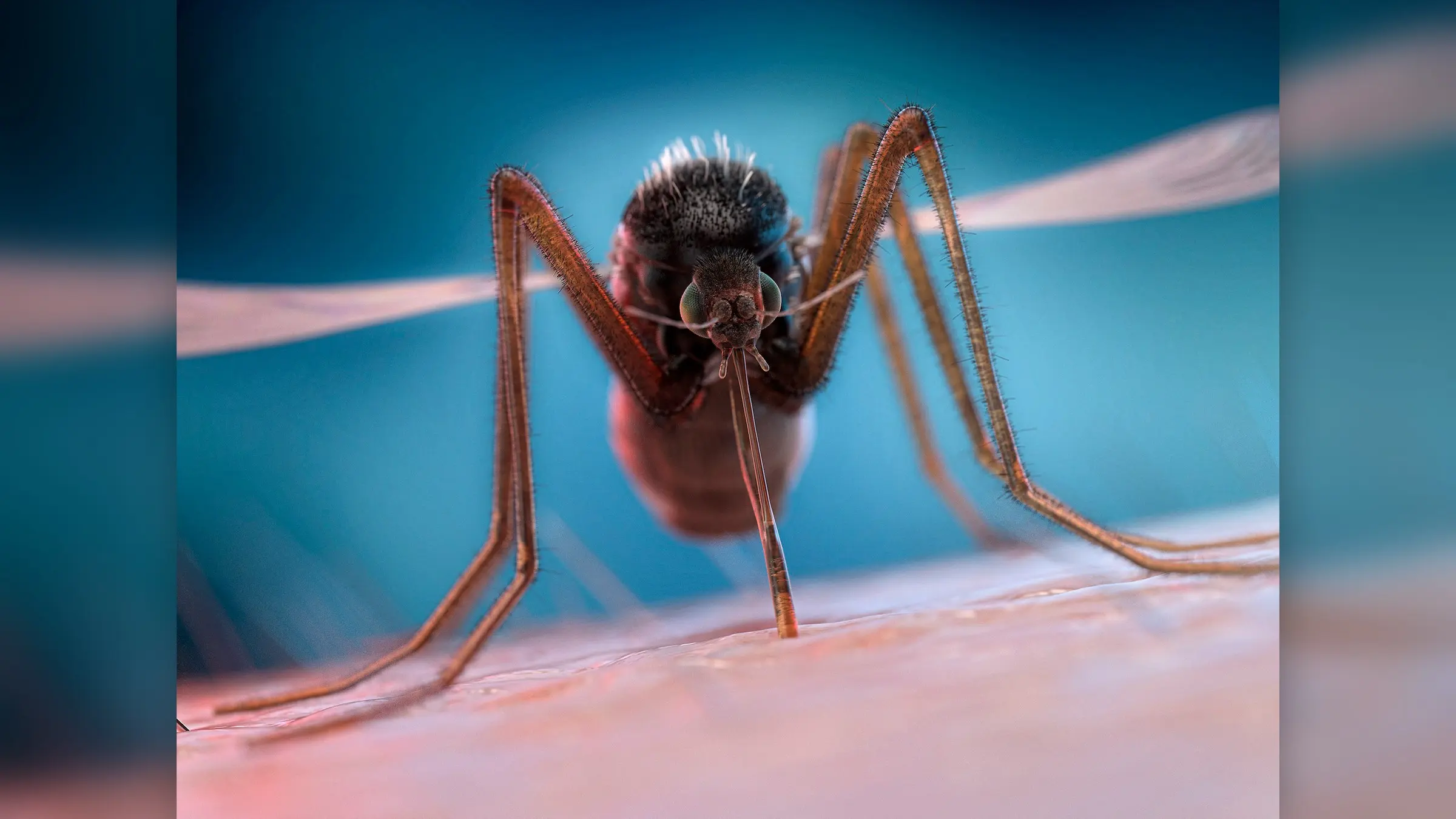 Why do mosquitoes usually fly around the head and ears? Experts explain