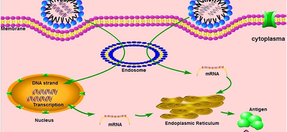 Why do mRNA vaccines need to be stored at such low temperatures? [WE EXPLAIN]