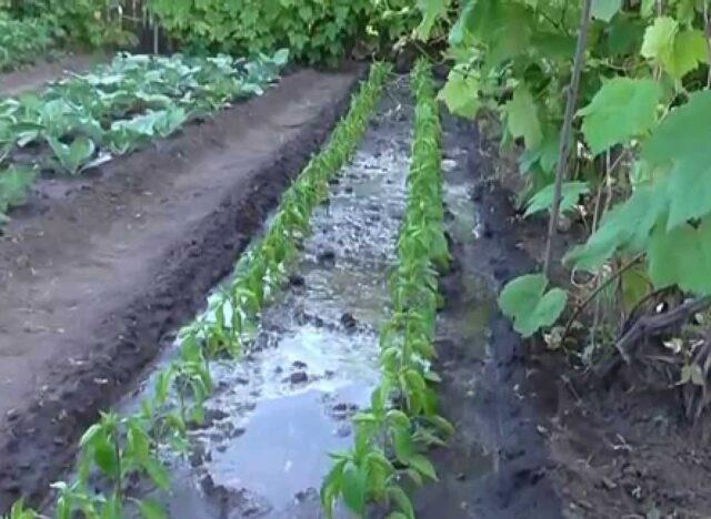 Why do pepper leaves turn yellow in a greenhouse and in the open field: what to do