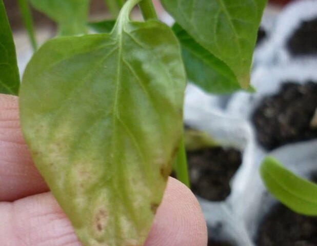 Why do pepper leaves turn yellow in a greenhouse and in the open field: what to do