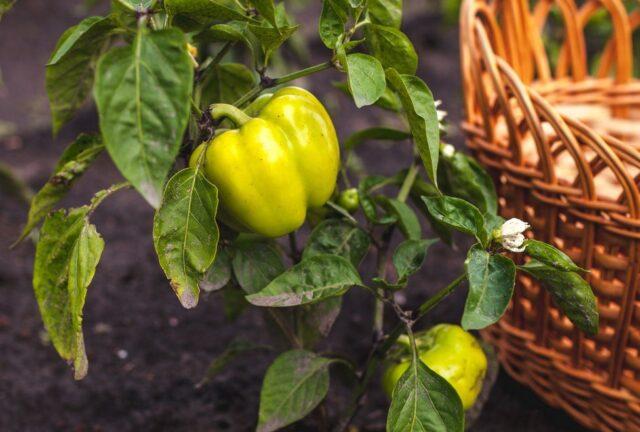 Why do pepper leaves turn yellow in a greenhouse and in the open field: what to do