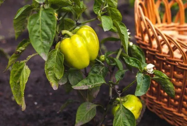 Why do pepper leaves turn yellow in a greenhouse and in the open field: what to do