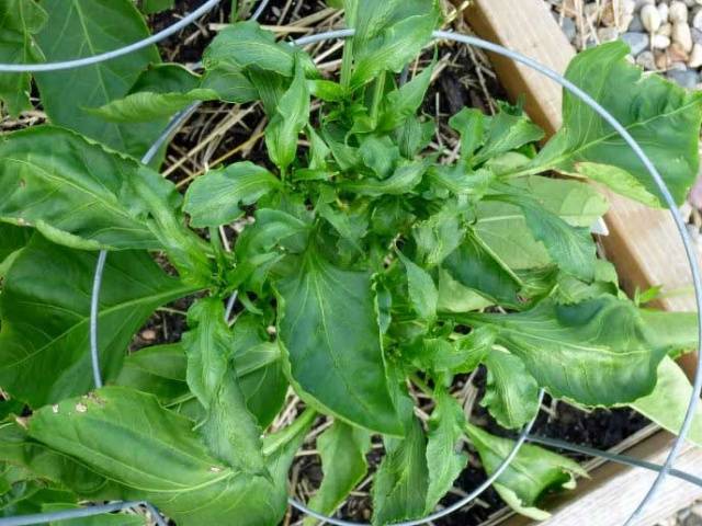 Why do pepper seedlings curl leaves + photo 