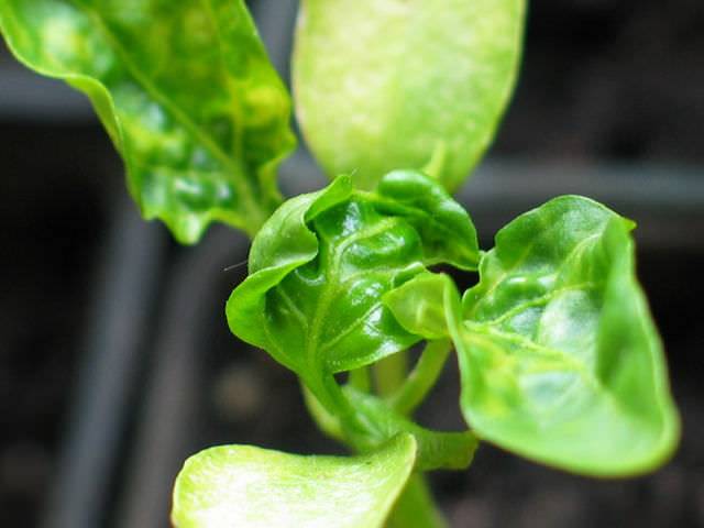 Why do pepper seedlings curl leaves + photo 