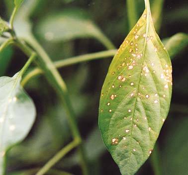 Why do pepper seedlings curl leaves + photo 