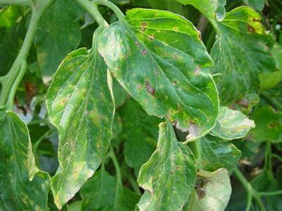 Why do pepper seedlings curl leaves + photo 