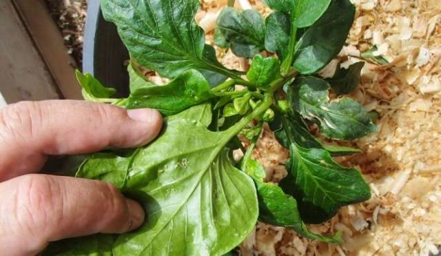 Why do pepper seedlings curl leaves + photo 