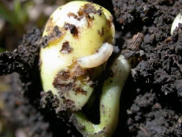 Why do pepper seedlings curl leaves + photo 