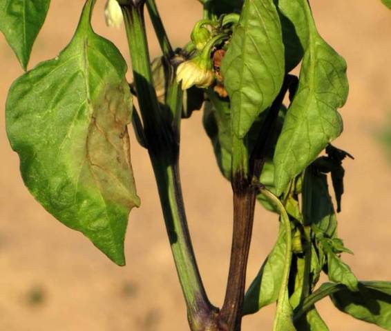 Why do pepper seedlings curl leaves + photo 