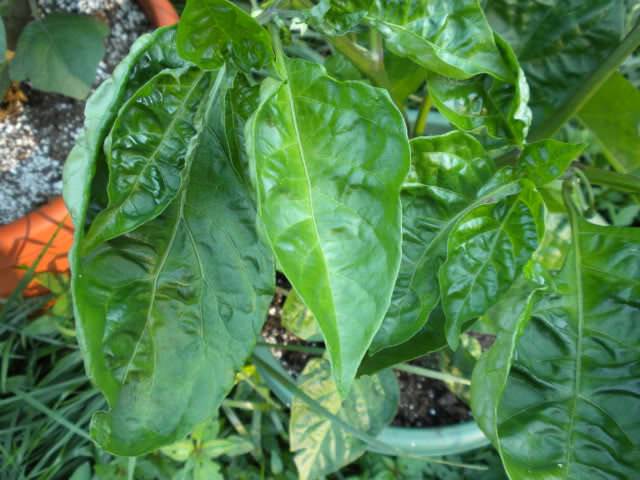 Why do pepper seedlings curl leaves + photo 