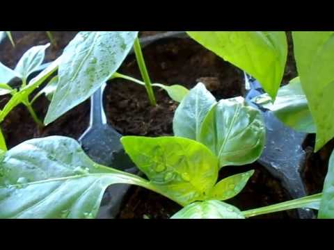 Why do pepper seedlings curl leaves + photo 