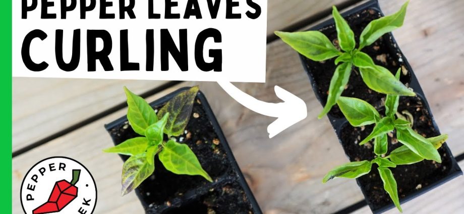 Why do pepper seedlings curl leaves + photo 