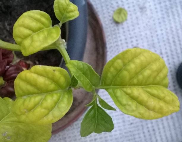 Why do pepper seedlings fall leaves