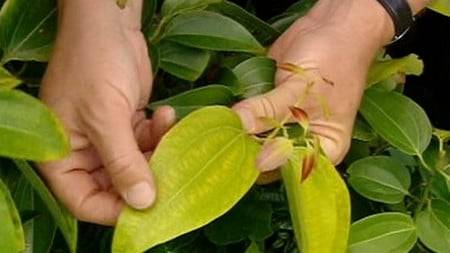 Why do pepper seedlings fall leaves