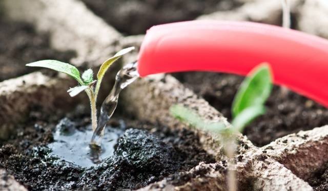 Why do pepper seedlings fall leaves