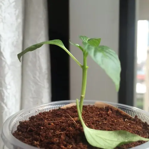 Why do pepper seedlings fall leaves