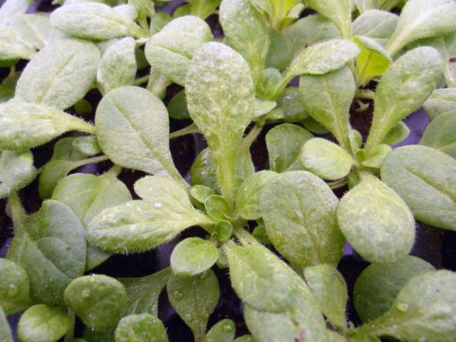 Why do petunia leaves turn yellow