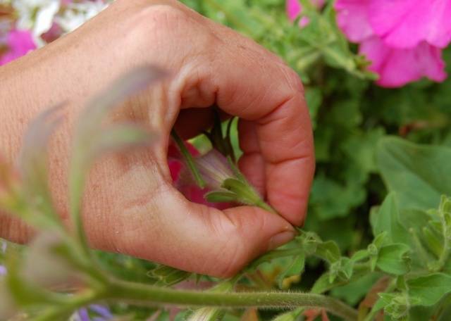 Why do petunia leaves turn yellow