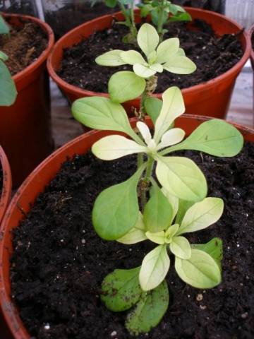 Why do petunia leaves turn yellow