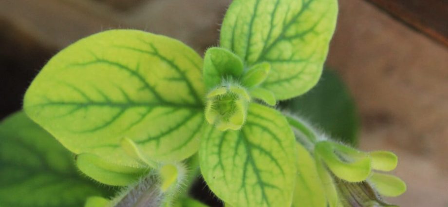 Why do petunia leaves turn yellow