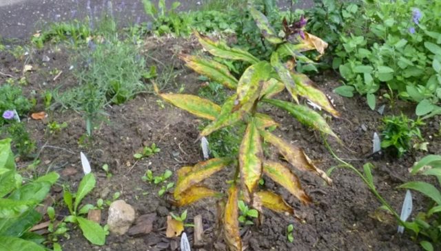 Why do phlox turn yellow lower leaves, what to do