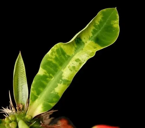 Why do phlox turn yellow lower leaves, what to do